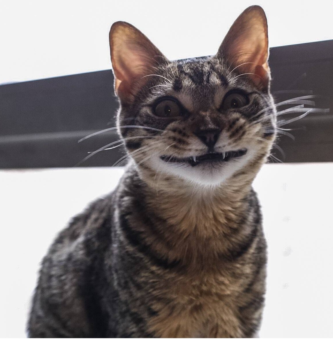 kat lacht